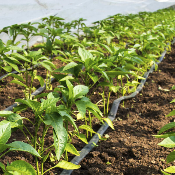 Riego agrícola